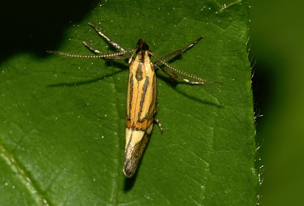 Oecophoridae: Alabonia geoffrella?  S !
